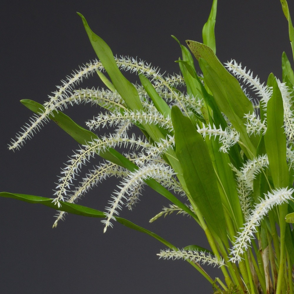 Dendrochilum niveum orchidée, vente