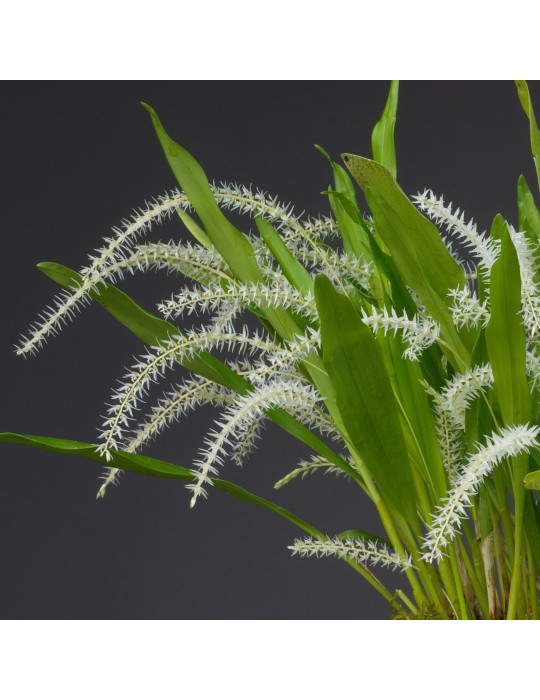 Dendrochilum niveum orchidée, vente
