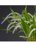 Dendrochilum niveum orchidée, vente
