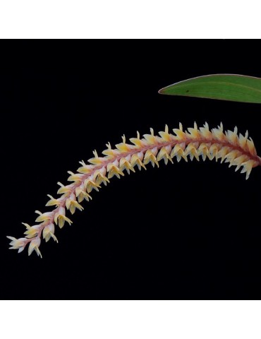 Dendrochilum aurantiacum en sphaigne