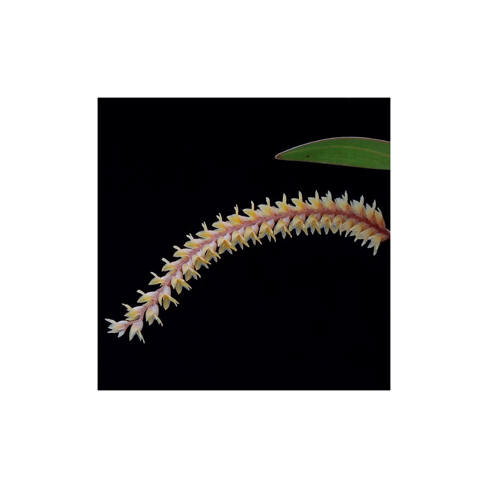 Dendrochilum aurantiacum