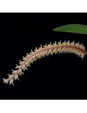 Dendrochilum aurantiacum