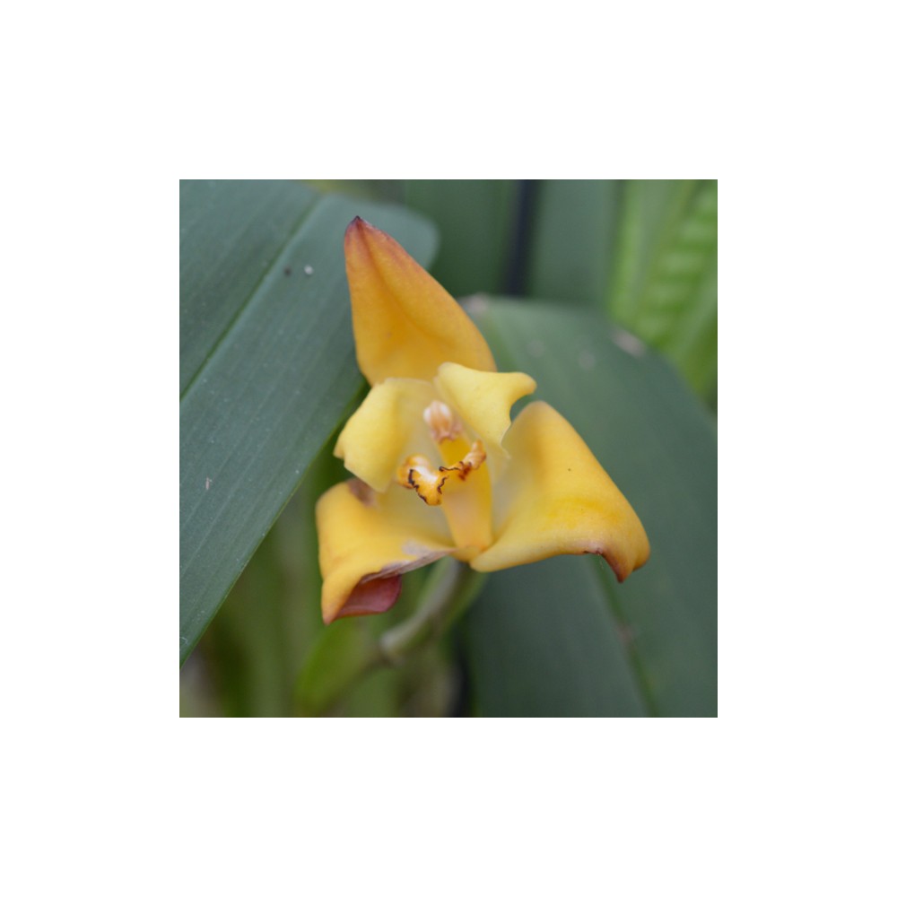 Maxillaria molitor