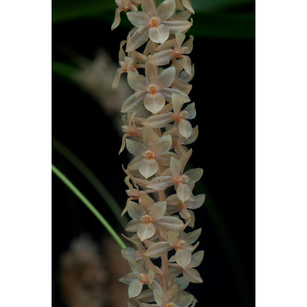 Dendrochilum convallariiforme
