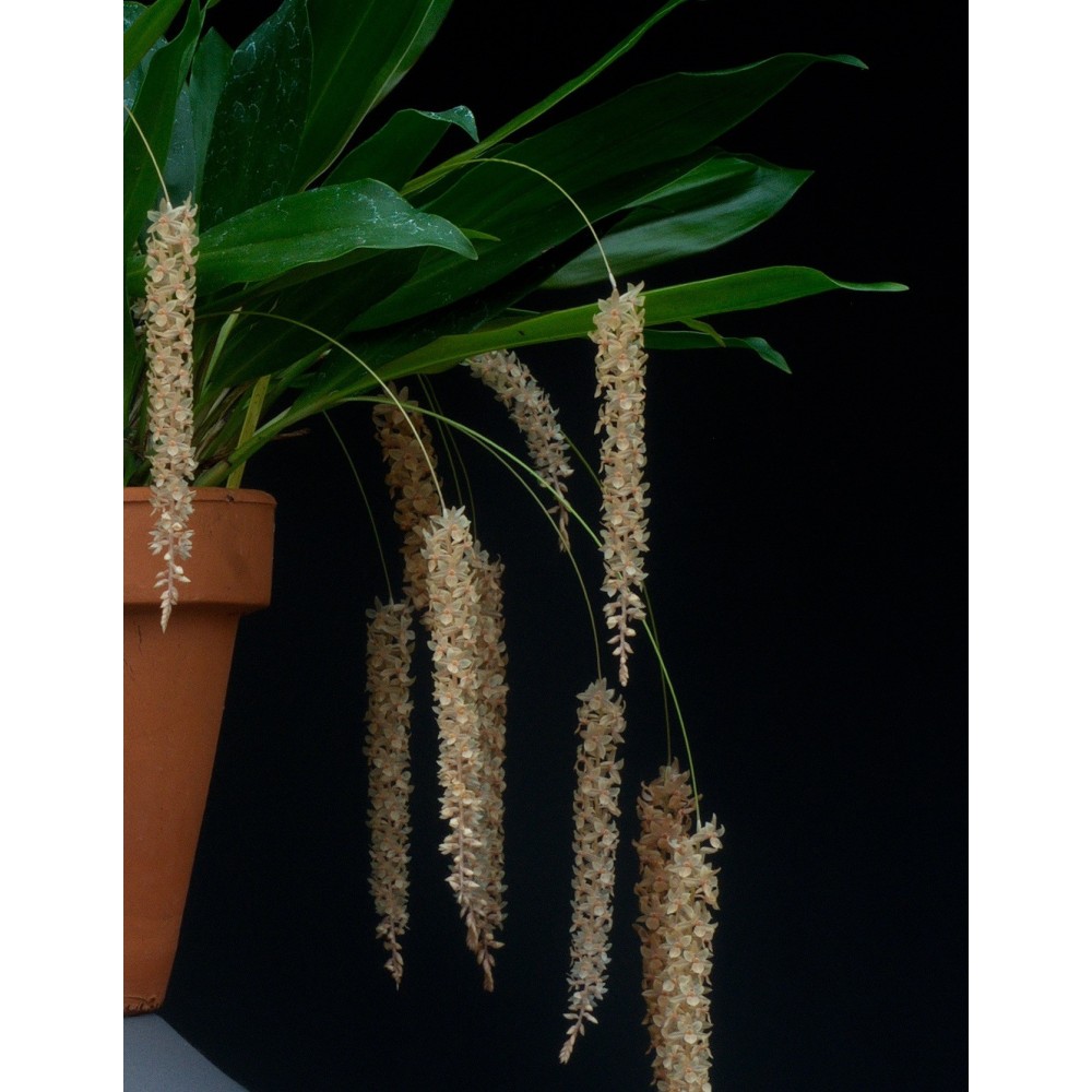 Dendrochilum convallariiforme orchidée, vente