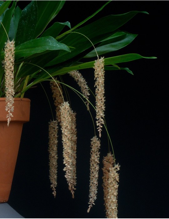 Dendrochilum convallariiforme orchidée, vente