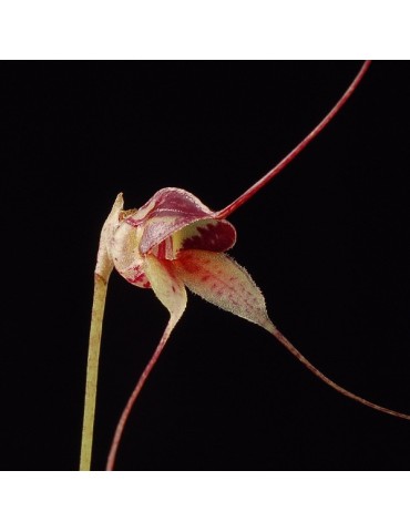 Masdevallia nidifica sur plaque