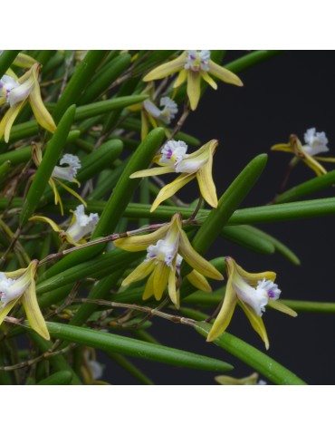Dendrobium striolatum orchidée rare miniature, vente 2