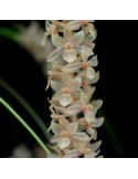 Dendrochilum convallariiforme