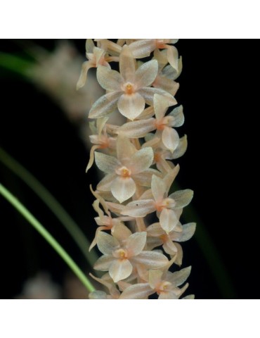 Dendrochilum convallariiforme en sphaigne