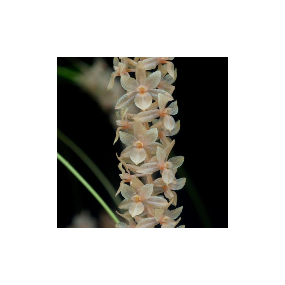 Dendrochilum convallariiforme