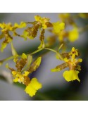 Oncidium isthmi