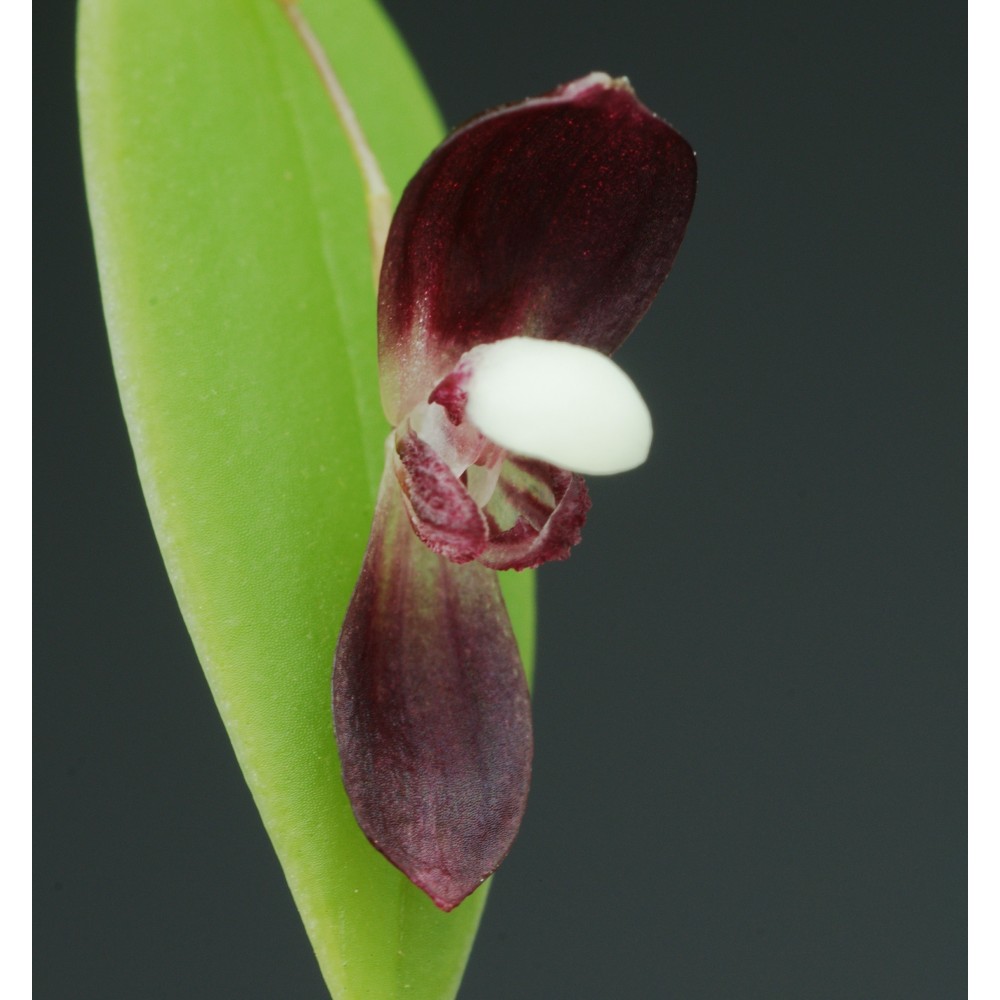 Pleurothallis carnosilabia orchidée miniature, vente