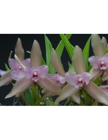 Lycaste tricolor 2