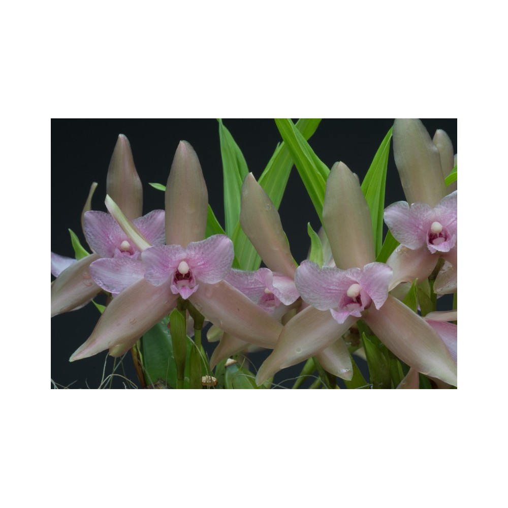 Lycaste tricolor