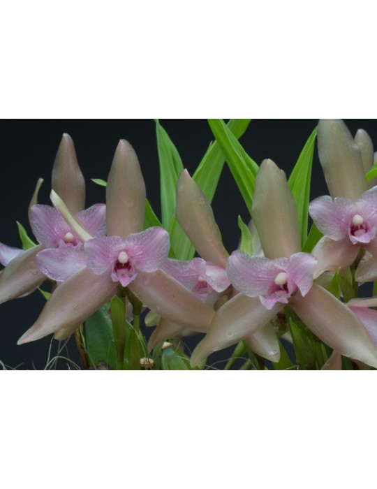 Lycaste tricolor