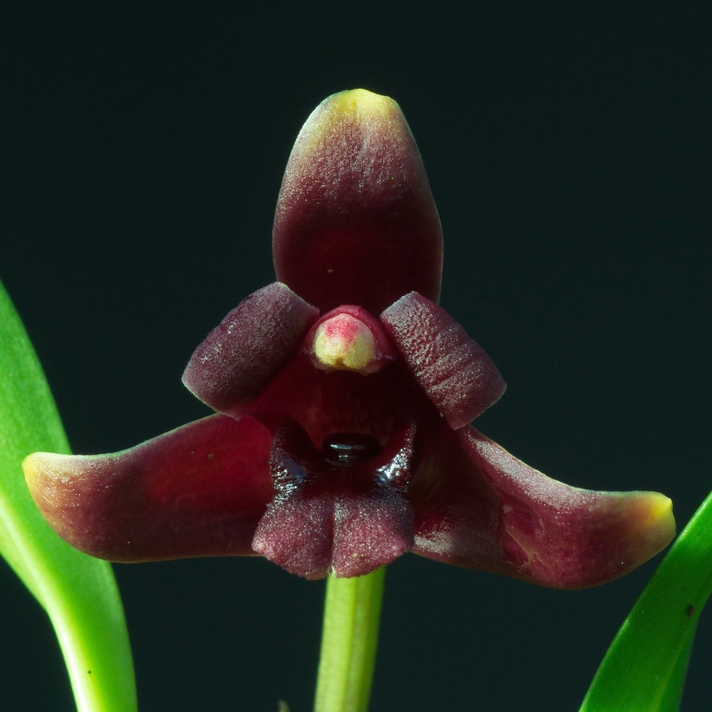 Maxillaria variabilis pourpre, vente