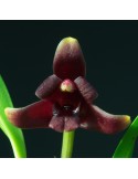 Maxillaria variabilis pourpre, vente