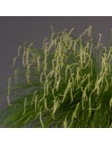 Dendrochilum tenellum orchidée, vente