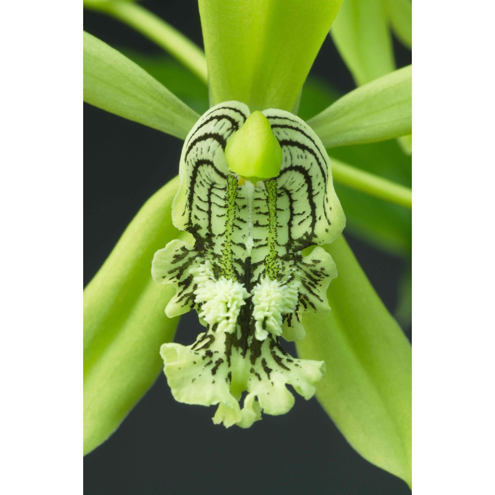 Coelogyne mayeriana