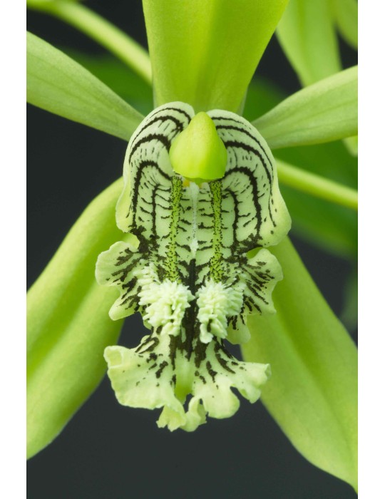 Coelogyne mayeriana