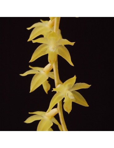 Dendrochilum cornutum