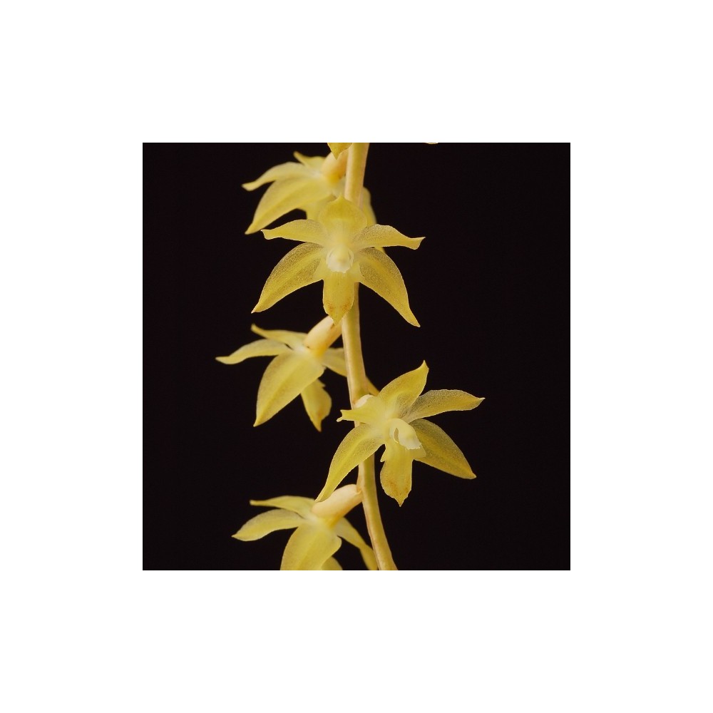 Dendrochilum cornutum