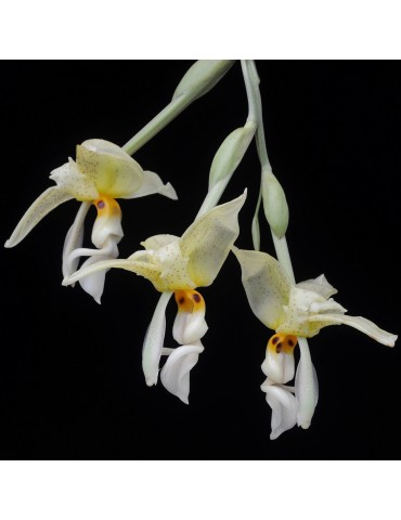 Stanhopea inodora orchidée parfumée, vente