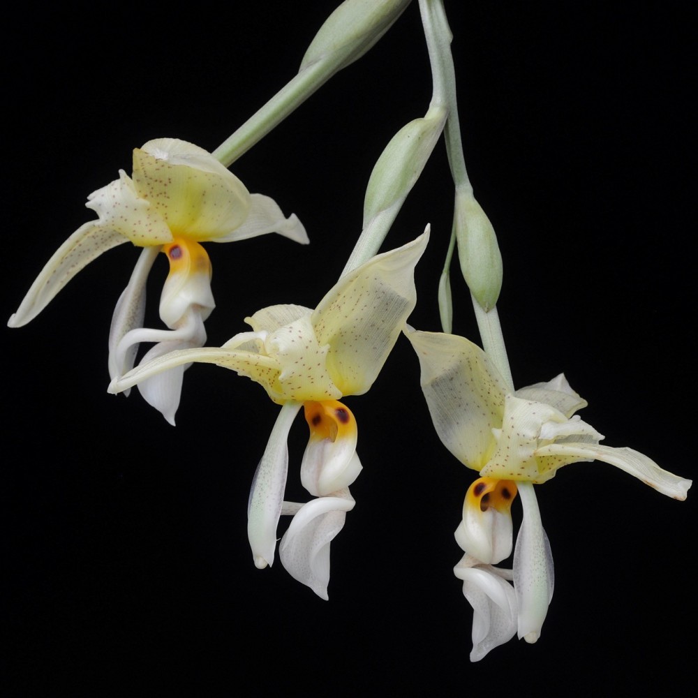 Stanhopea inodora orchidée parfumée, vente