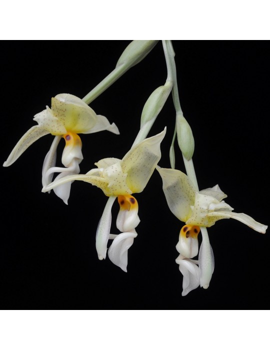 Stanhopea inodora orchidée parfumée, vente