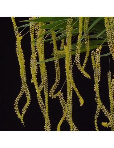 Dendrochilum filiforme