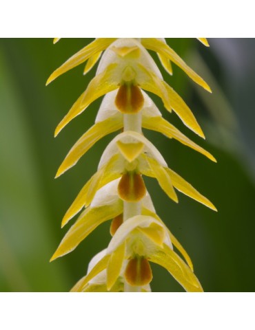 Dendrochilum magnum