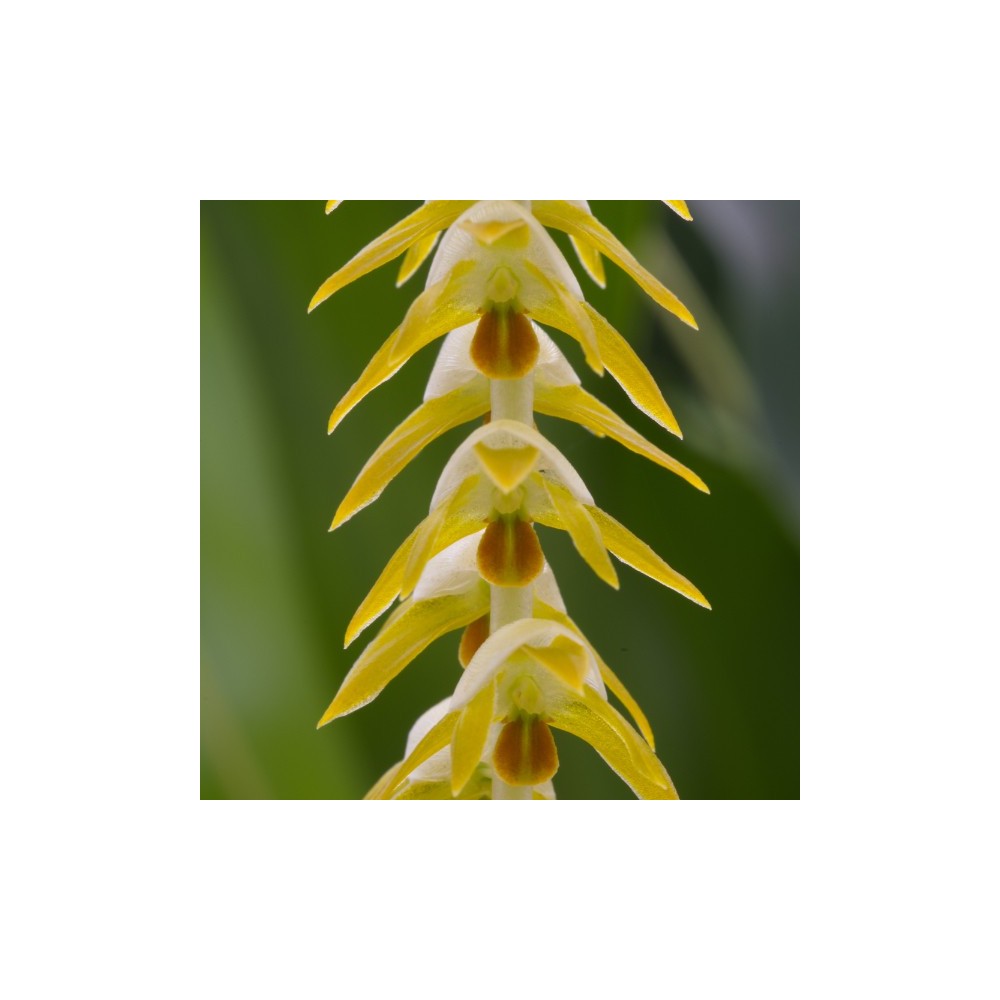 Dendrochilum magnum