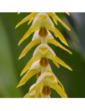 Dendrochilum magnum