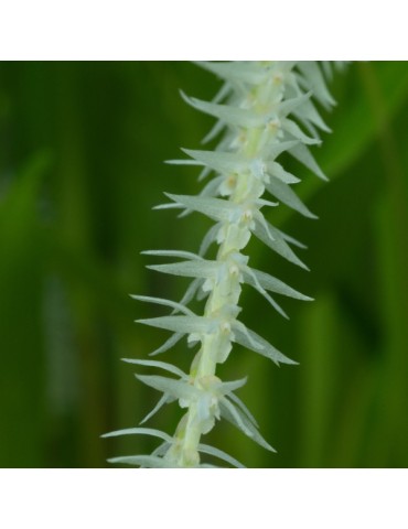 Dendrochilum niveum