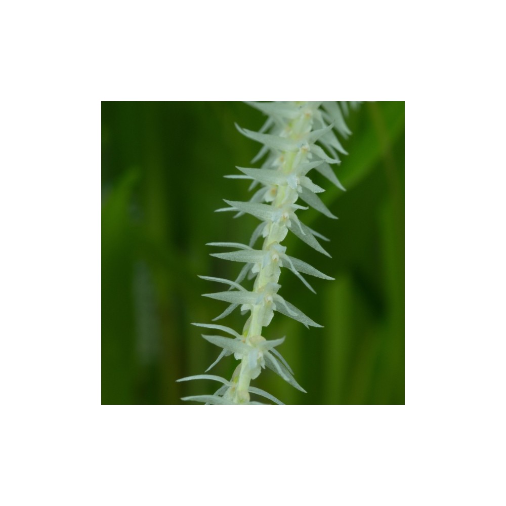 Dendrochilum niveum