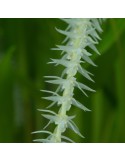 Dendrochilum niveum