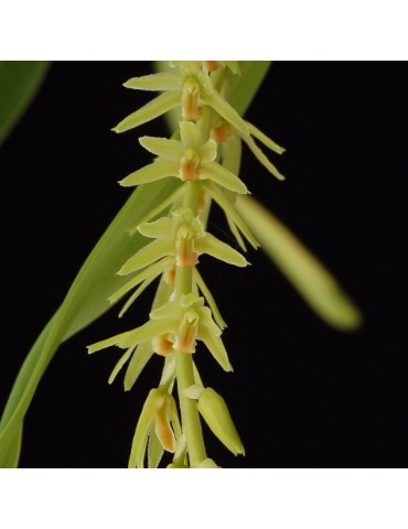 Dendrochilum simile