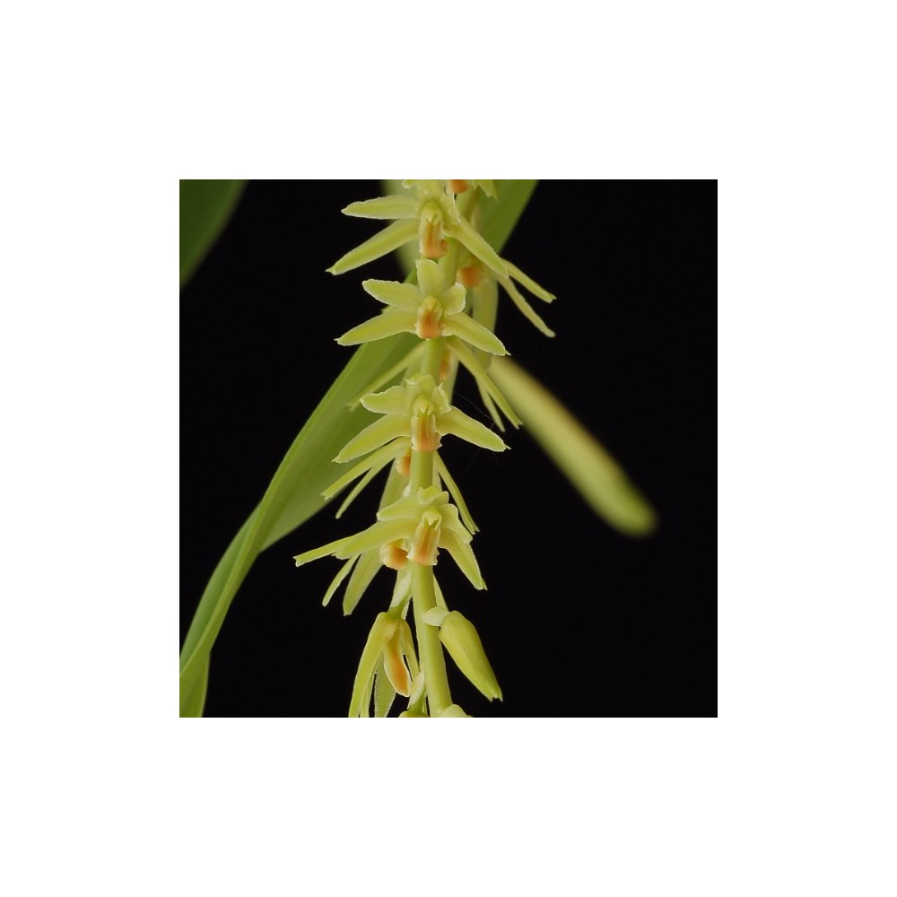 Dendrochilum simile Dendrochilum simile
