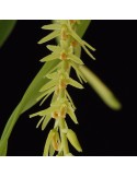 Dendrochilum simile
