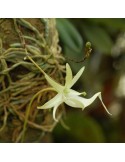 Dendrophylax lindenii