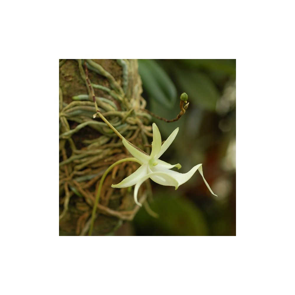 Dendrophylax lindenii