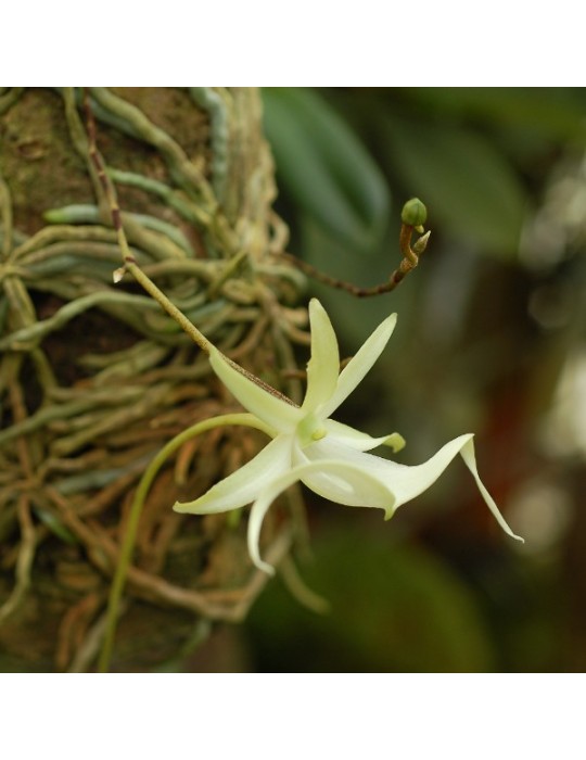 Dendrophylax lindenii