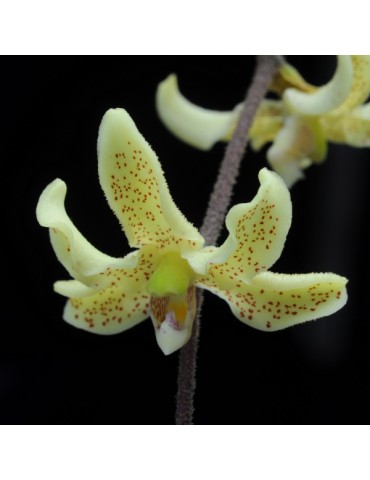 Dimorphorchis rossii