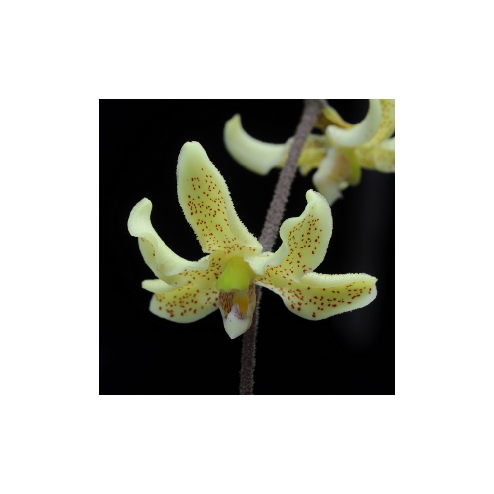 Dimorphorchis rossii