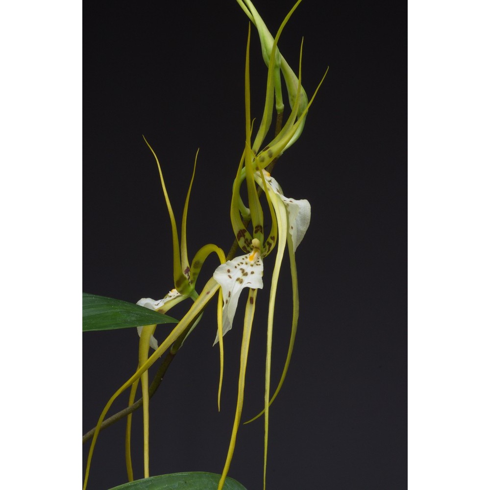 Brassia Edvah Loo
