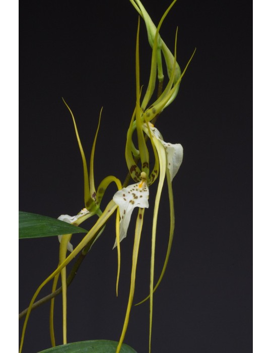Brassia Edvah Loo