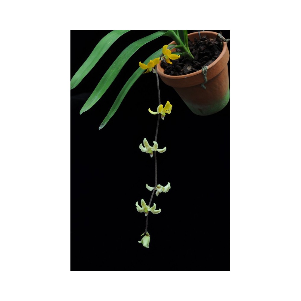 Dimorphorchis rossii
