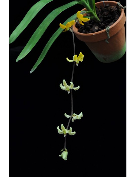 Dimorphorchis rossii