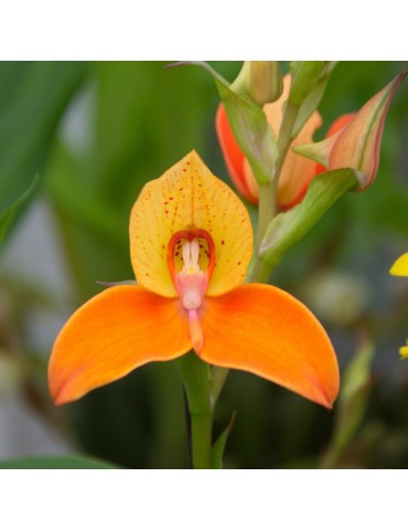 Disa Auratkew